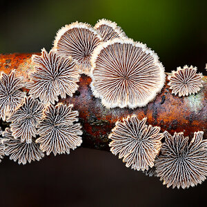 Gemeiner Spaltblättling (Schizophyllum commune)