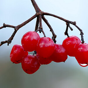 Früchte des Gewöhnliche Schneeball (Viburnum opulus).