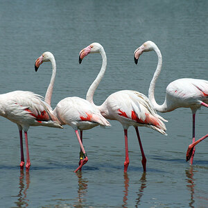 Flamingo Kolonne