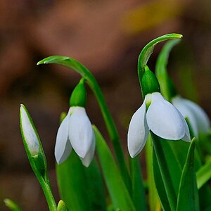 Schon Frühling?