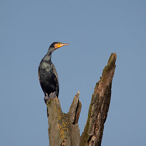 Kormoran an der Donau 1.jpg