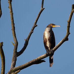 Kormoran an der Donau 2.jpg