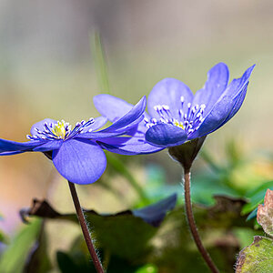 Leberblümchen