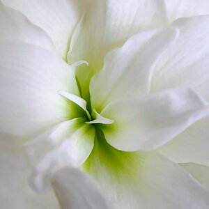 Amaryllis