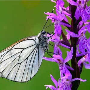 Papillon