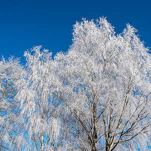 Birke im Winterkleid