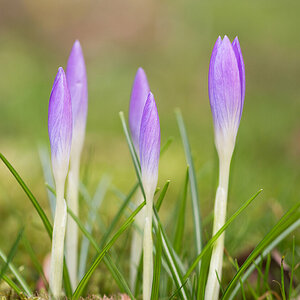 Aufmarsch der Krokusse