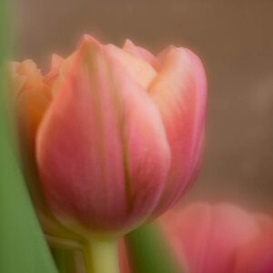 velvet tulips
