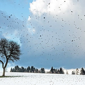 Vögel  im Winter