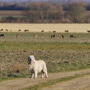 Jimmy und die Rehe.