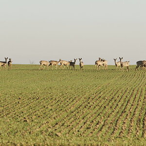 Rehe auf dem Getreidefeld.