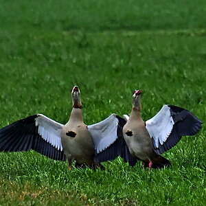 Gänsetanz.