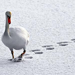 Spuren im Schnee.jpg