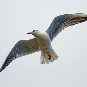 Überflieger