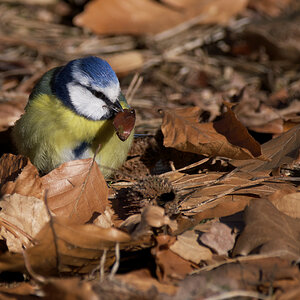 Blaumeise