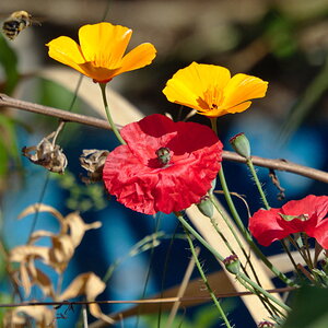 Blüten bunt