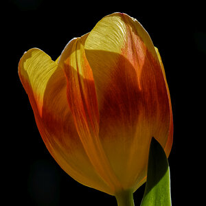 Tulpe