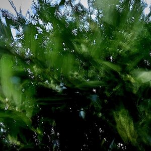Zweige im Wind
