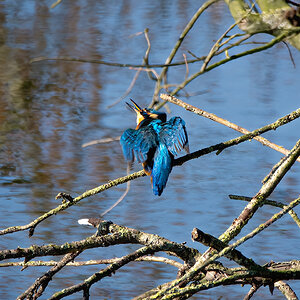 Eisvogel