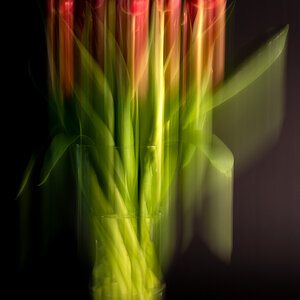 Meine Tulpen sind vielfältig ! :-))