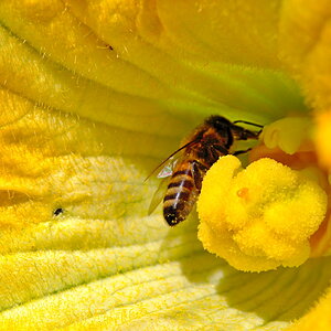 Biene bei der Arbeit II