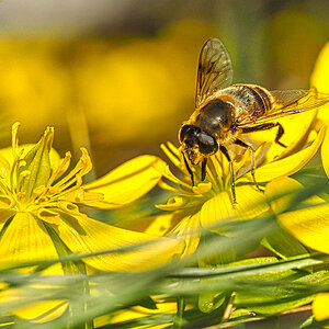 Winterling mit Biene "