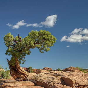 Nur ein Baum