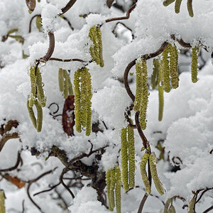 Winter oder Frühling?