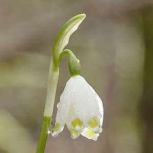 Märzenbecher oder Frühlingsknotenblume