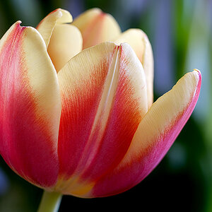 Tulpe