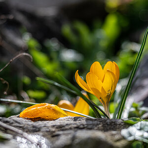 Krokusse nach der Schneeschmelze