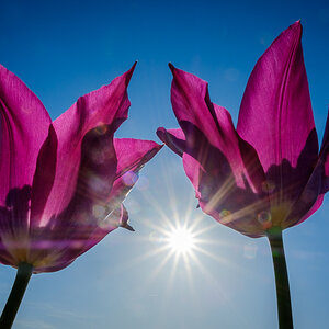 Tulpen im Gegenlicht