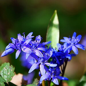 Blausternchen