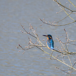 Eisvogel