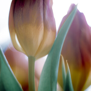 Noch mehr Tulpen