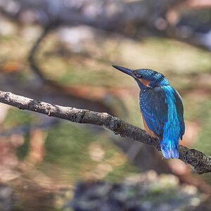 Eisvogel