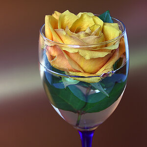 Rose im Glas