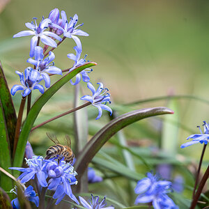 Blausternchen mit Bienchen