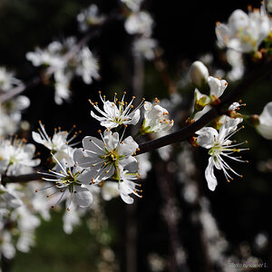 Schlehdorn - Blüten_2. April