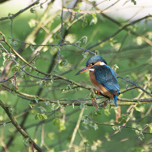 Eisvogel (Weibchen)