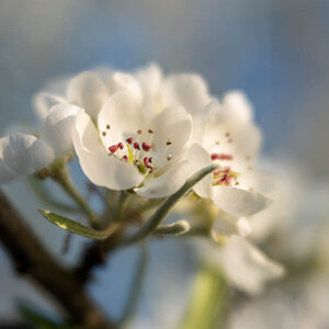 Blüte der weidenblättigen Birne