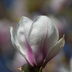 Magnolienblüte