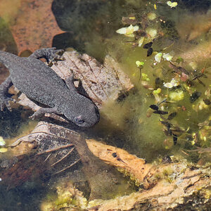 Bergmolch Weibchen