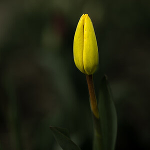 Tulpe