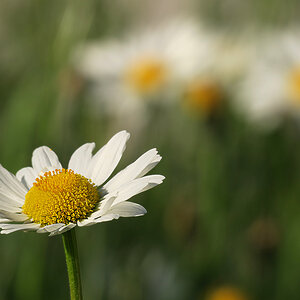 Marguerites