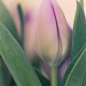 Tulpe-noch geschlossen