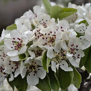 Birnenblüten