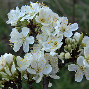 Mirabellenblüten