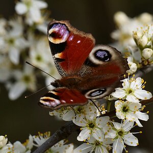 Die Schönheit der Natur I