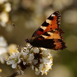 Die Schönheit der Natur III